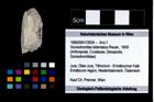 Foto (Objekt + Etikett) von Goniodromites bidentatus (Reuss, 1859)  (NHMW-GEO-1990-0041-3924)